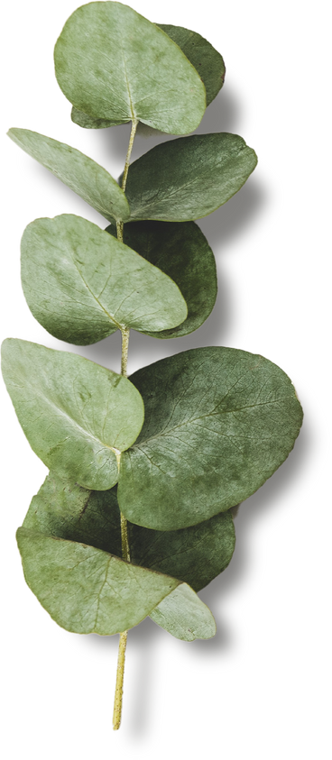 Isolated Eucalyptus Leaf