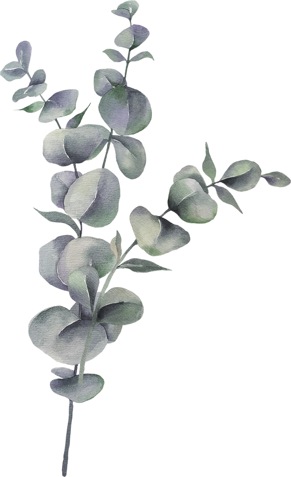 Eucalyptus Leaves Watercolor Illustration 